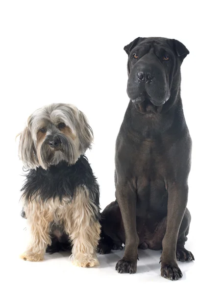 Shar pei och yorkshire terrier — Stockfoto