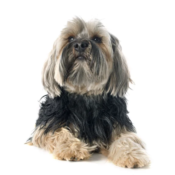 Yorkshire terrier — Stockfoto