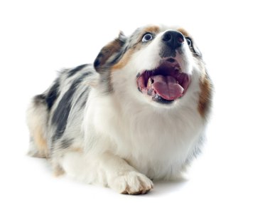 Avustralyalı çoban