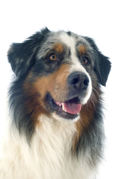 Australian shepherd — Stock Photo, Image