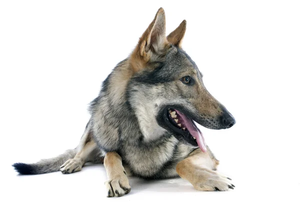 Czechoslovakian Wolfdog — Stock Photo, Image