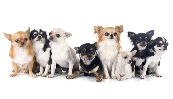 Gruppo di chihuahua — Foto Stock