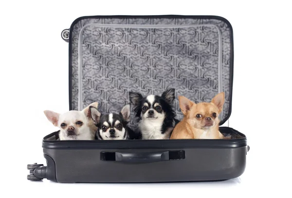 Chihuahua y maleta —  Fotos de Stock