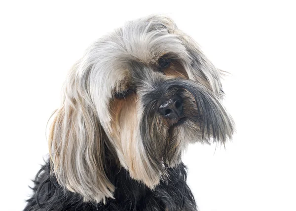 Yorkshire terrier — Zdjęcie stockowe