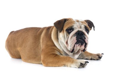 İngilizce Bulldog