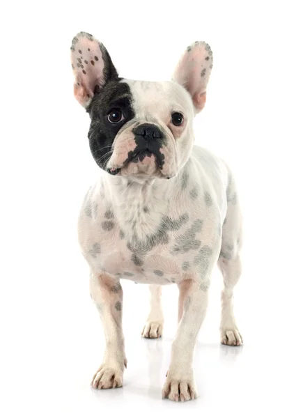 Fransk bulldog — Stockfoto