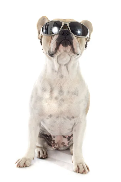 French bulldog — Stock Photo, Image