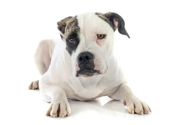 Amerikansk bulldog – stockfoto