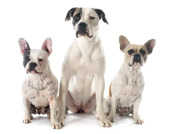 Tre bulldog — Stockfoto