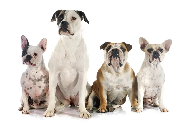 Vier Bulldoggen — Stockfoto