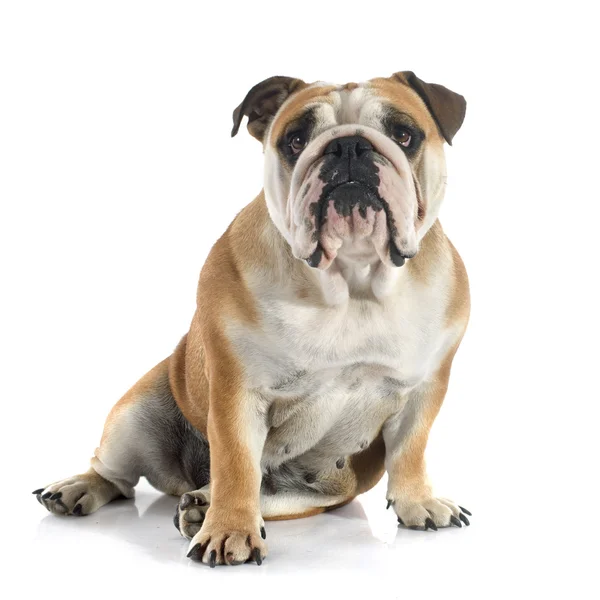 Englische Bulldogge — Stockfoto