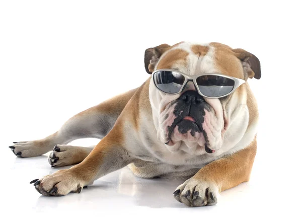 İngilizce Bulldog — Stok fotoğraf