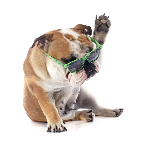 Engelse Bulldog — Stockfoto