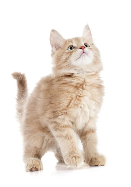 Maine coon kitten — Stock Photo, Image