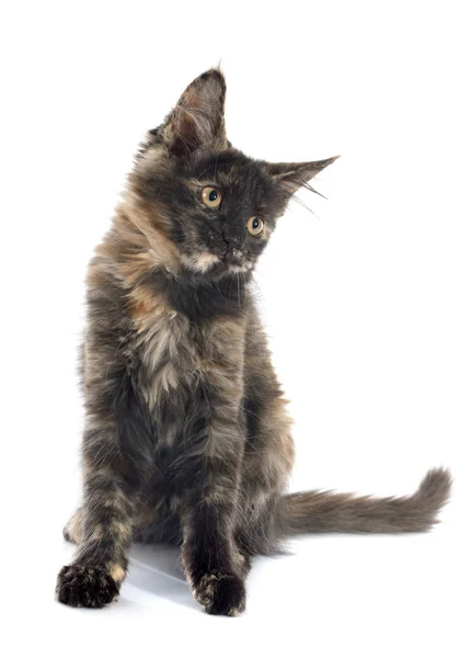 Maine coon kitten — Stock Photo, Image