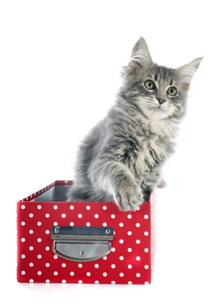 Maine coon kitten — Stock Photo, Image