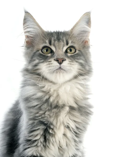 Maine chaton coon — Photo