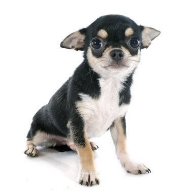 köpek chihuahua