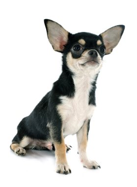 köpek chihuahua