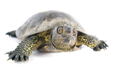 Avrupa gölet kaplumbağası