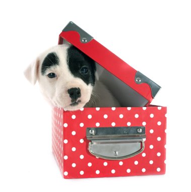 yavru jack russel terrier