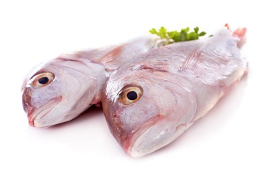 Red snapper
