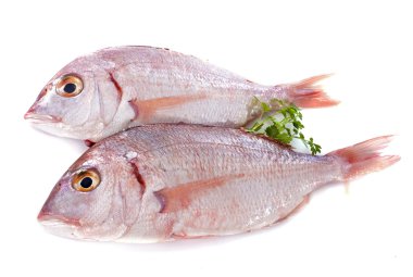 Red snapper