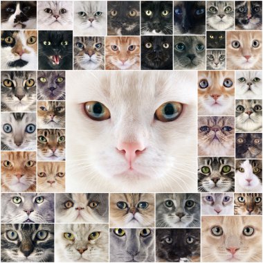 Grup kedi