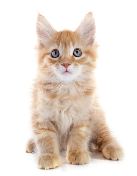 Maine coon kitten — Stock Photo, Image