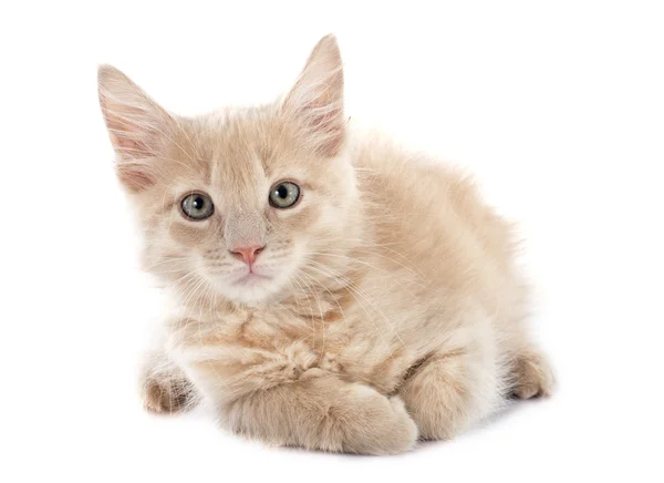 Maine coon kitten — Stock Photo, Image