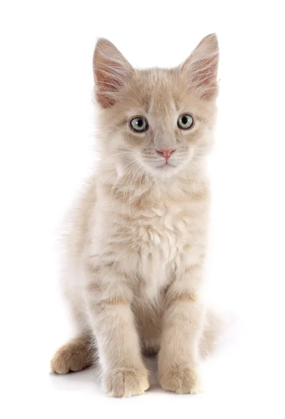 Maine coon kitten — Stock Photo, Image