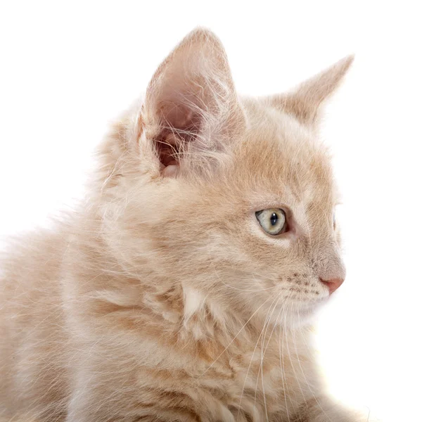 Maine coon kitten — Stock Photo, Image