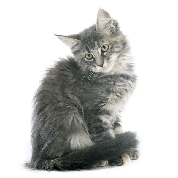 Maine coon kitten — Stock Photo, Image