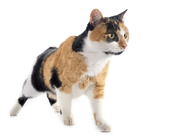 Tricolor katt — Stockfoto