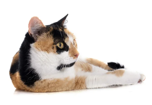 Trikolóra kočka — Stock fotografie
