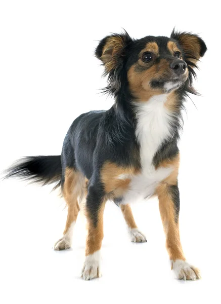Mixed-Breed dog — Stock Photo, Image