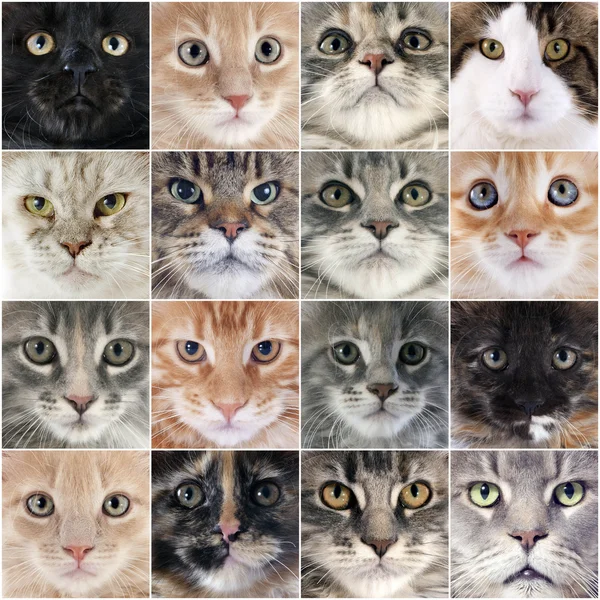 Мейн Кун для котів — стокове фото