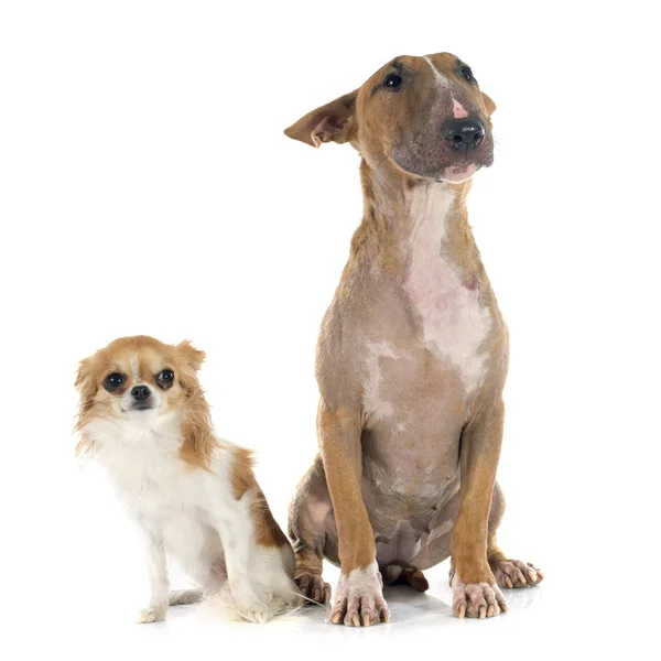 Bull terrier dan chihuahua — Stok Foto