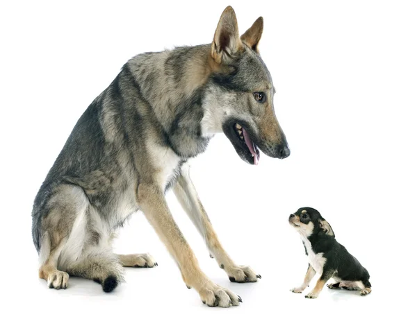 Tsjecho-Slowaakse wolfhond en puppy — Stockfoto