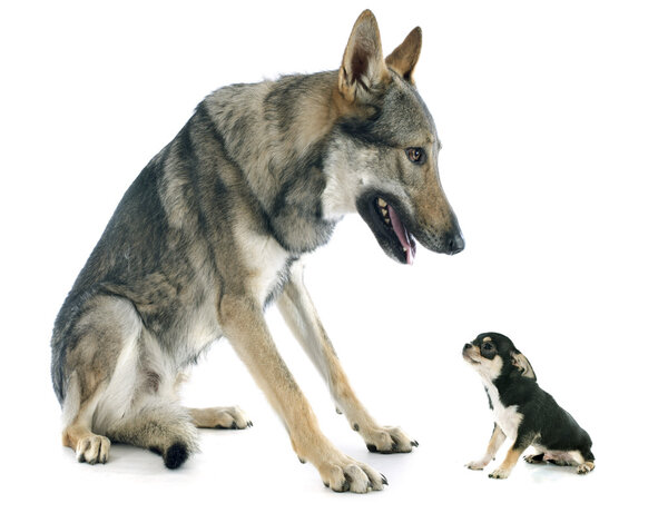 Czechoslovakian Wolfdog and puppy