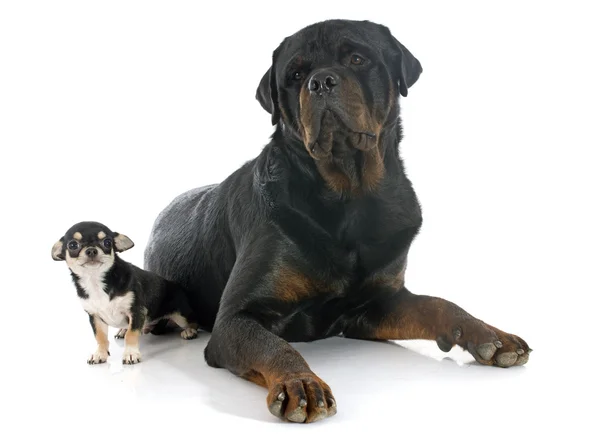 Chihuahua de cachorro e rottweiler — Fotografia de Stock