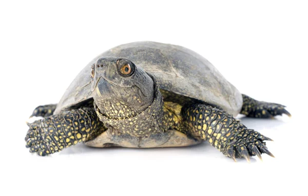 Европейская черепаха — стоковое фото
