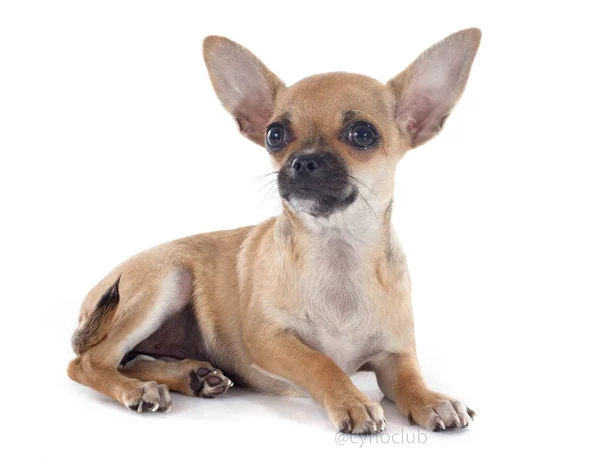 Valp chihuahua — Stockfoto