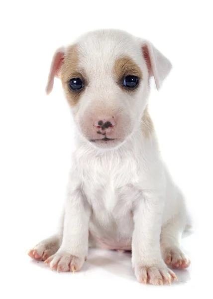 Yavru jack russel terrier — Stok fotoğraf