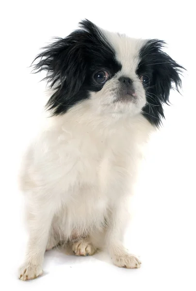 Japanese Chin — Stock Photo, Image