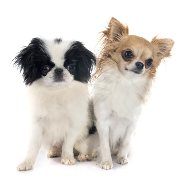 Japanisches Kinn und Chihuahua — Stockfoto