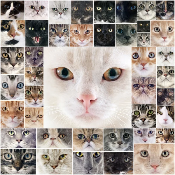 Grupa kotów — Zdjęcie stockowe