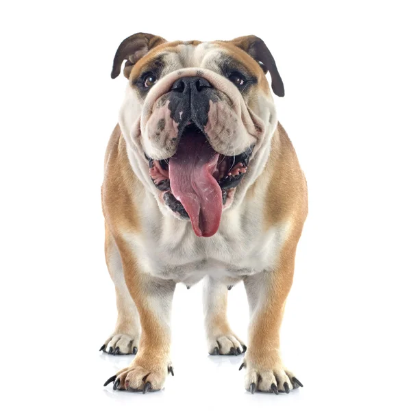 Engelse Bulldog — Stockfoto