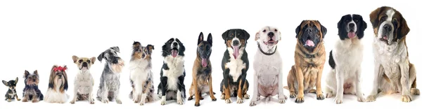 Gruppe von Hunden — Stockfoto