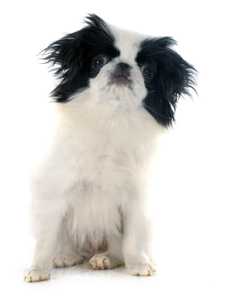 Japanese Chin — Stock Photo, Image